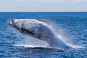 Reykjavik Whale Watching Adventure in a Yacht 3