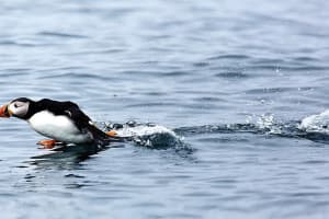Sails & Seabirds: Puffin Voyage from Reykjavík 4