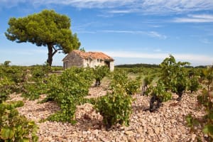 Ruins of the Châteauneuf‑du‑Pape overlooking surrounding vineyards