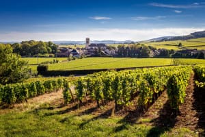  Vineyard rows in the foreground with a church tower and stone buildings of a Côte de Beaune village in Burgundy in the background