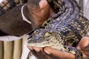 Dubai Crocodile Park Adventure 3