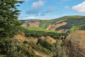 Full-Day Patagonian Forest Hiking Tour in Punta Arenas 3