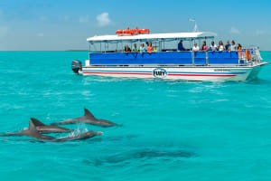 Bottle nose dolphins surfacing in from of Fury's power catamaran in pristine blue waters of Key West
