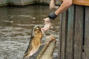 Gatorland Admission Ticket 3