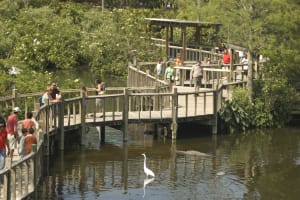Gatorland Admission Ticket 4