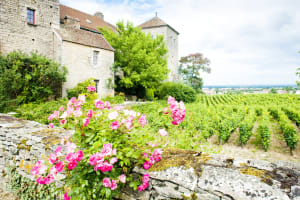 Village of Gevrey-Chambertin in Côte de Nuits wine region