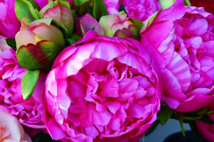 Cruise Excursion from Rouen to Giverny Gardens 4