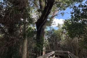 Flamingo Experience: Guided Journey through the Everglades 4