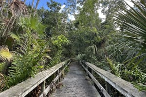 Flamingo Experience: Guided Journey through the Everglades 3