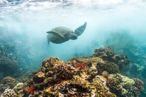 Captains Call Afternoon Snorkel Tour 4