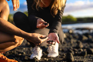 Big Island Highlights Tour: Coffee, Turtles, and Waterfall 3