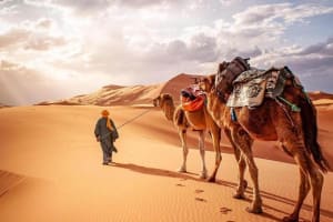 Guide leading a camel caravan across the Sahara Desert during sunset for a couple enjoying their Morocco tour from Casablanca