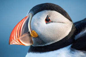 Reykjavik Cat Lovers Walk & Puffin Cruise 3