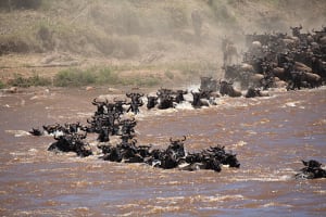 6-Day Serengeti Migration Safari Tanzania 4