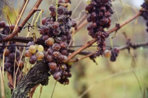  Close view of botrytised Sauternes grapes on the vine in autumn