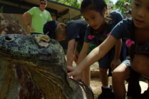 Hartley's Crocodile Adventures Tour 3