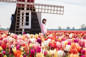Tulip Experience Amsterdam 3