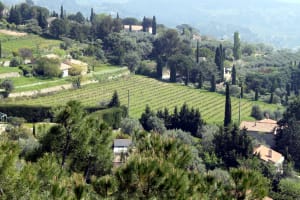 Terraced Bandol vineyards overlooking the Mediterranean Sea