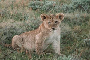 3 days group joining Tanzania safari package 3
