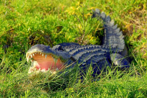 Wilidlife Park Admission at Wild Florida 4