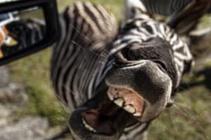 Wild Florida - Standalone Ticket Products 3