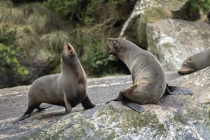 Milford Sound: Milford Sound Cruise & International Buffet 4