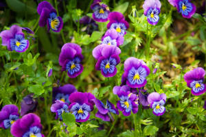 Colorful flower beds in Monet’s Clos Normand garden