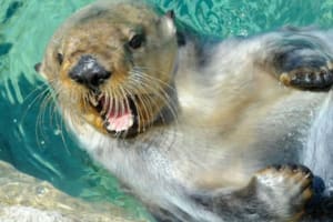 New York Aquarium: Entry Ticket 3