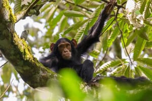 9 Days Fly-in Safari: Best of Western Uganda 3