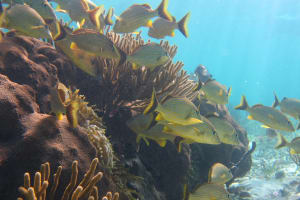 Private Reef Snorkeling in Puerto Morelos 4