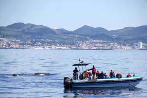 From Ponta Delgada: Whale and Dolphin Watching Experience 3