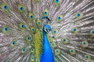 Bronx Zoo: Entry Ticket 3