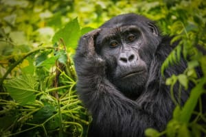 5 Days Fly-in Safari: Gorillas & the Nile Savannah 4
