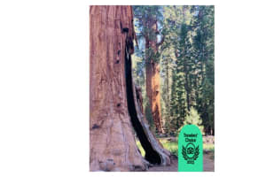 Private Sequoia Full Day Tour 3