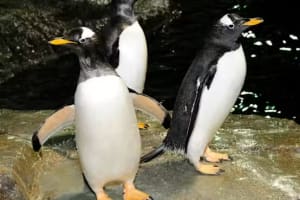 Central Park Zoo Entry Ticket 3