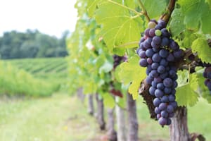 Bonaguil Castle & Malbec Wine Trip from Sarlat (private) 3