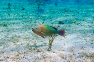 Cozumel Snorkeling Tour 3
