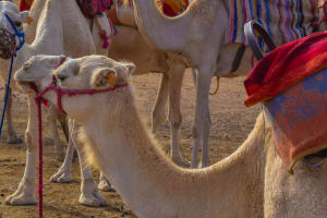 Agafay Desert Sunset Camel Ride. 4