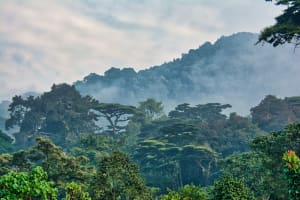 3 Days Fly-in Safari: Gorillas in the Mist 4