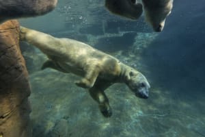 Official San Diego Zoo Tickets - 1 Day Pass 3