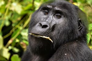 14 Days Uganda Gorillas And Adventure Safari 3