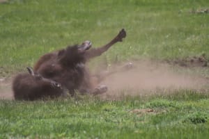 Female Bison in a wallow trying to cool off. 