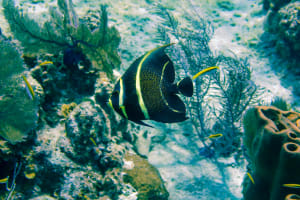 Cozumel Snorkeling Tour 4