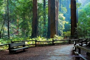 From San Francisco: Muir Woods & Sausalito Tour with Live Guided Transfer 3