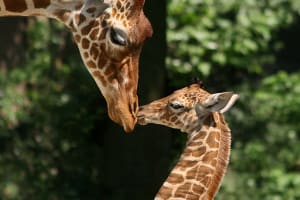 Artis Amsterdam Royal Zoo 3