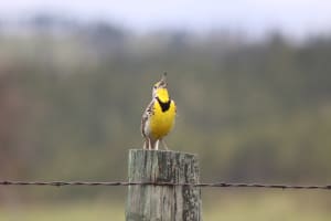 Meadowlark, Birds of Custer State Park, Meadowlark on Wildlife Loop Road