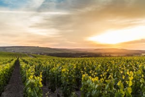 Rolling vineyards in the Champagne region France
