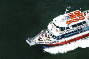 Cape May Whale and Dolphin Watching Adventure 4