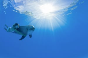 Dolphin Signature Swim 4