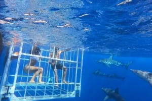 Oahu Shark Diving Tour: Cage Dive 3